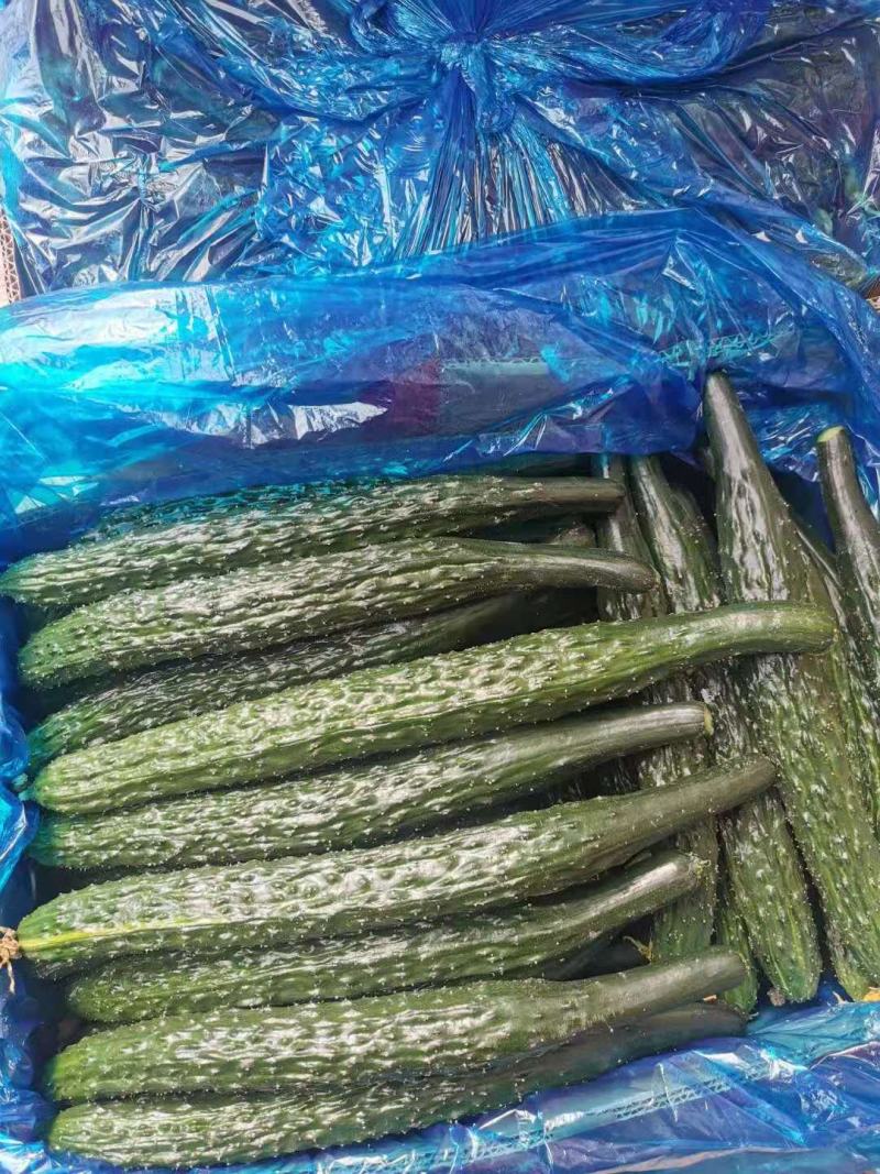 夏邑县黄瓜大量上市了，欢迎光临新老客户前来选购，优质服务