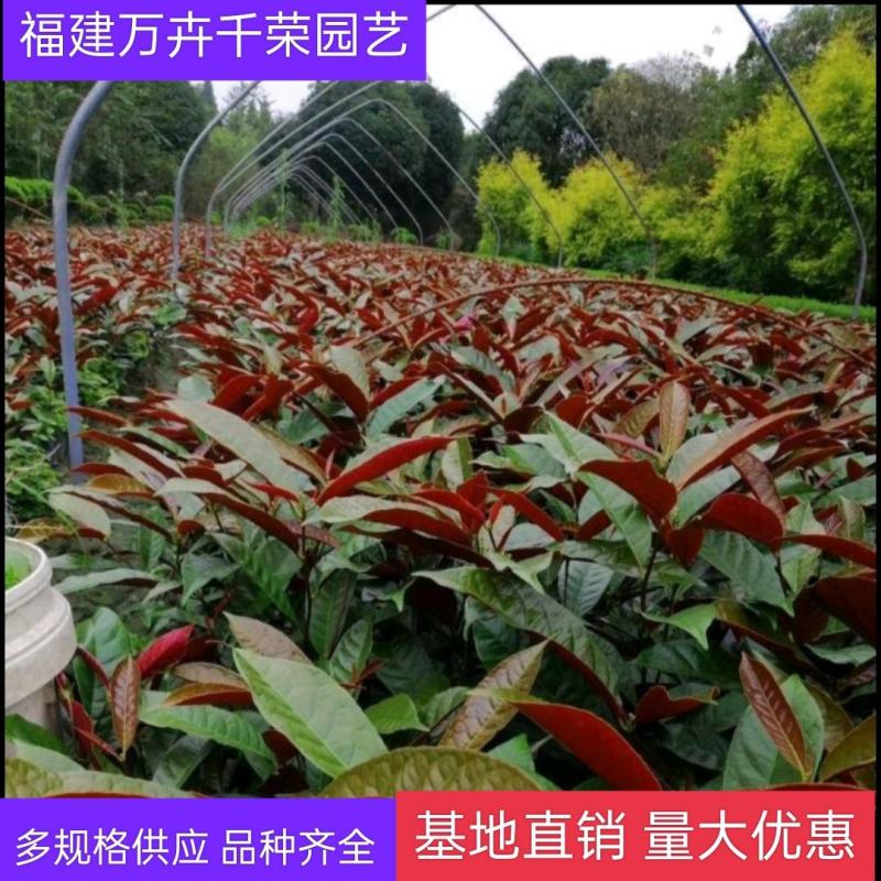 红背桂福建批发红背桂园林绿化工程苗