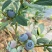 新鲜蓝莓鲜果！品种多！头茬大果！个头18以上！口感甜！果