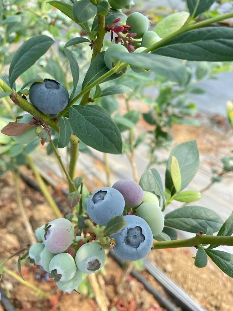 新鲜蓝莓鲜果！品种多！头茬大果！个头18以上！口感甜！果