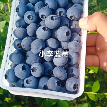 新鲜蓝莓鲜果！品种多！头茬大果！个头18以上！口感甜！果
