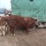 肉牛，牛犊，架子牛，对子牛