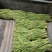 翠绿天使抗病产量结荚多易管理条直长采收期长长势好