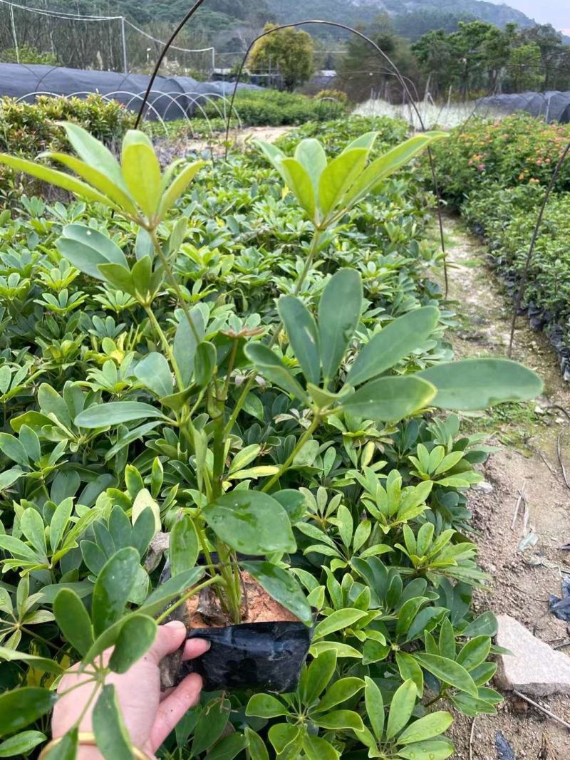 鸭脚木鹅掌柴园林绿化地被苗大量供应各种规格鹅掌柴