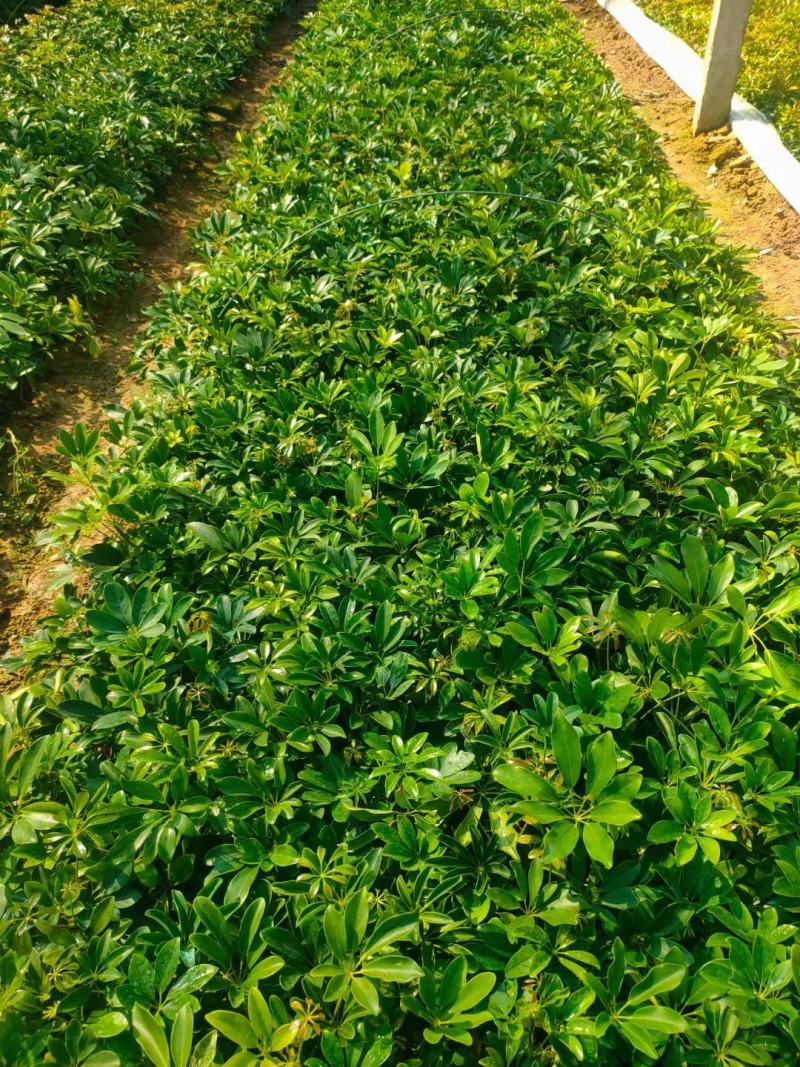 鸭脚木鹅掌柴园林绿化地被苗大量供应各种规格鹅掌柴