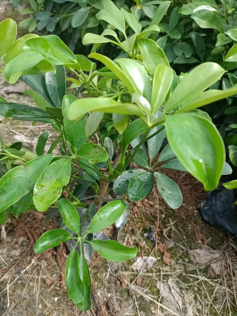 鸭脚木鹅掌柴园林绿化地被苗大量供应各种规格鹅掌柴