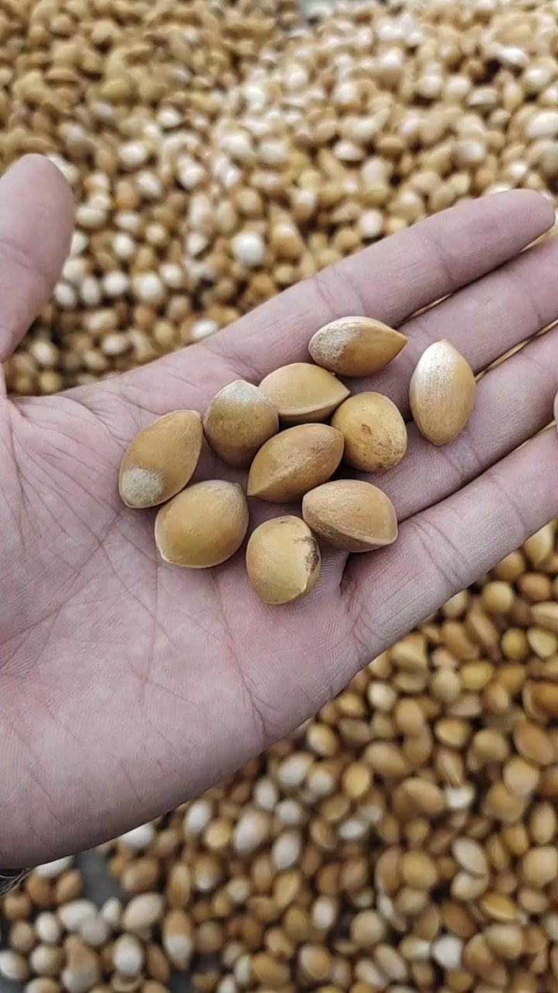 银杏种子，产地直销，质量保证，量少物流发货
