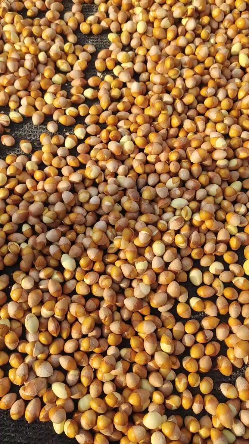 银杏果仁（去壳银杏果），食用白果仁，热销中