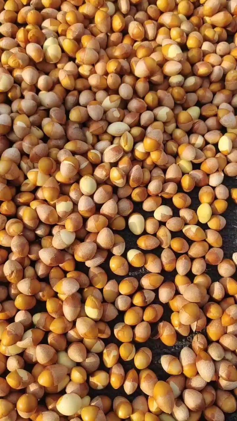 银杏果仁（去壳银杏果），食用白果仁，热销中