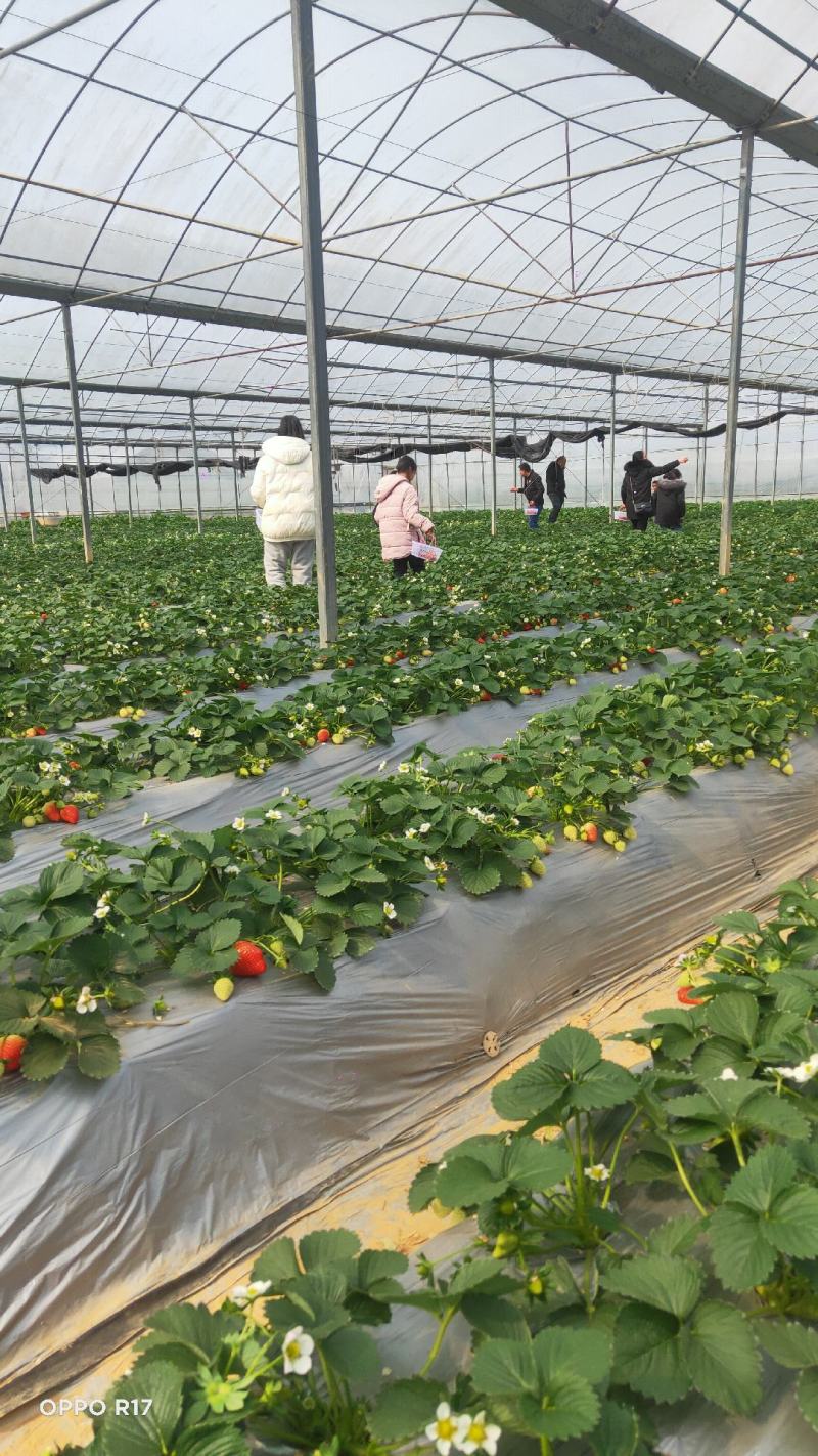 抗老化银黑草莓地膜农用反光银黑双色地膜降温