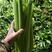 芹菜种子进口文图拉西芹种子中早熟芹菜种子