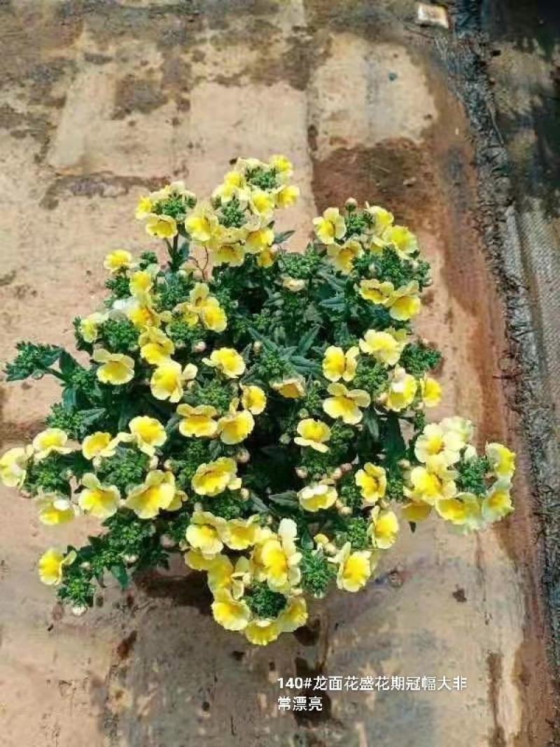 140#龙面花7.5元盛花期冠幅大非常漂亮非好养夏天阳花