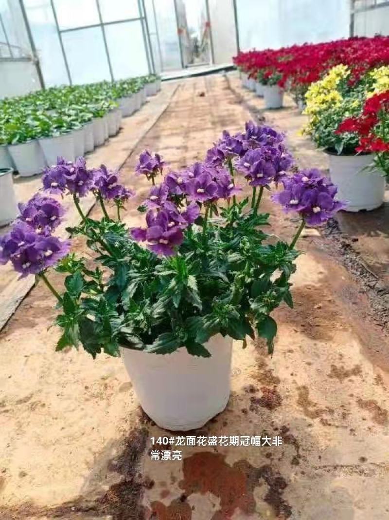 140#龙面花7.5元盛花期冠幅大非常漂亮非好养夏天阳花