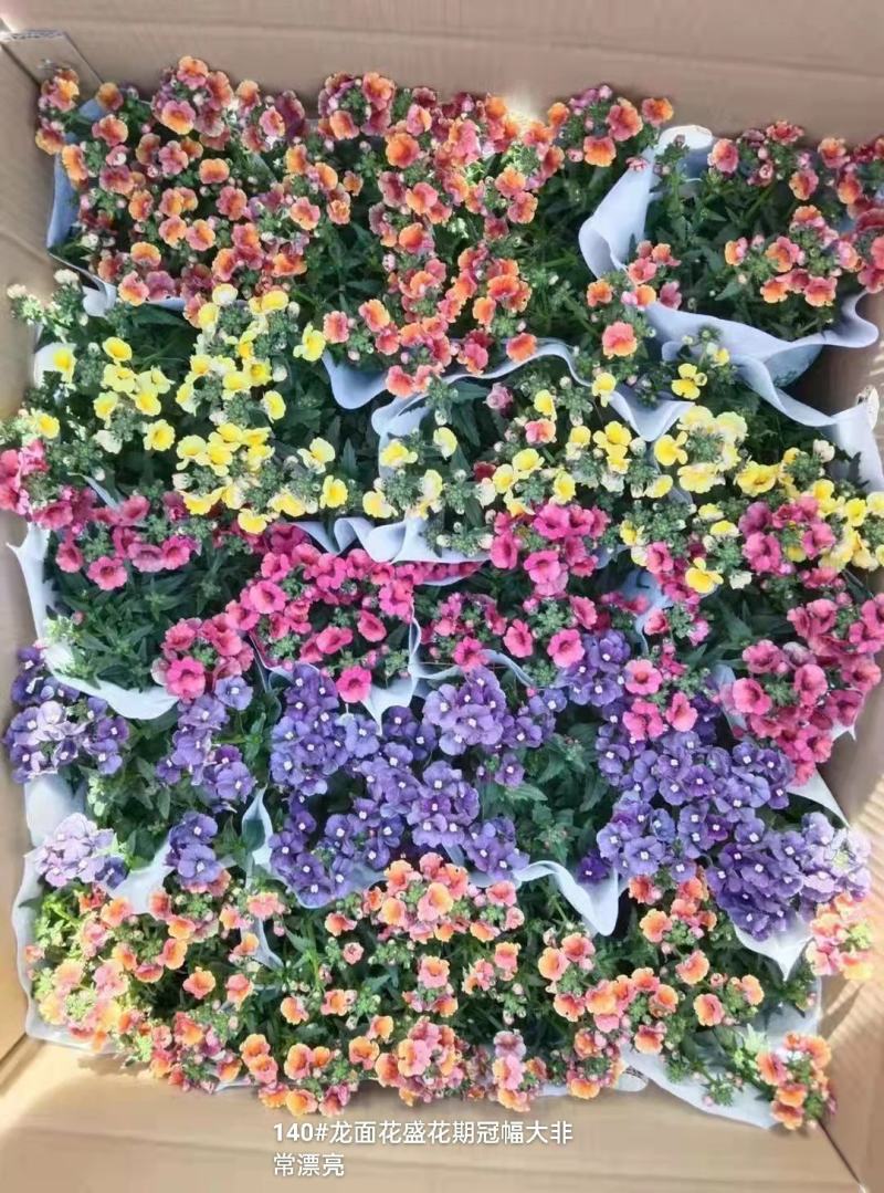 140#龙面花7.5元盛花期冠幅大非常漂亮非好养夏天阳花