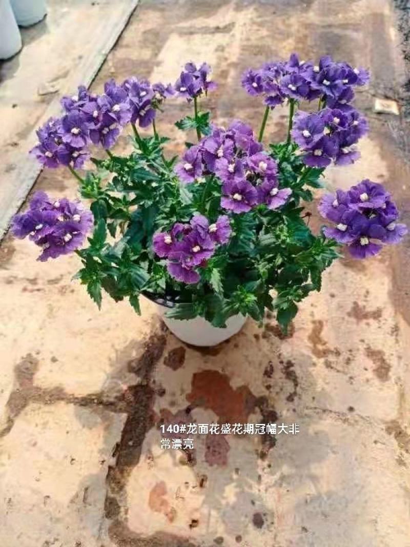 140#龙面花7.5元盛花期冠幅大非常漂亮非好养夏天阳花