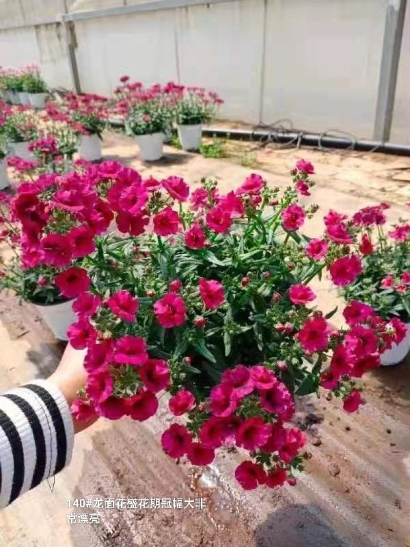140#龙面花7.5元盛花期冠幅大非常漂亮非好养夏天阳花