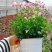 140#龙面花7.5元盛花期冠幅大非常漂亮非好养夏天阳花