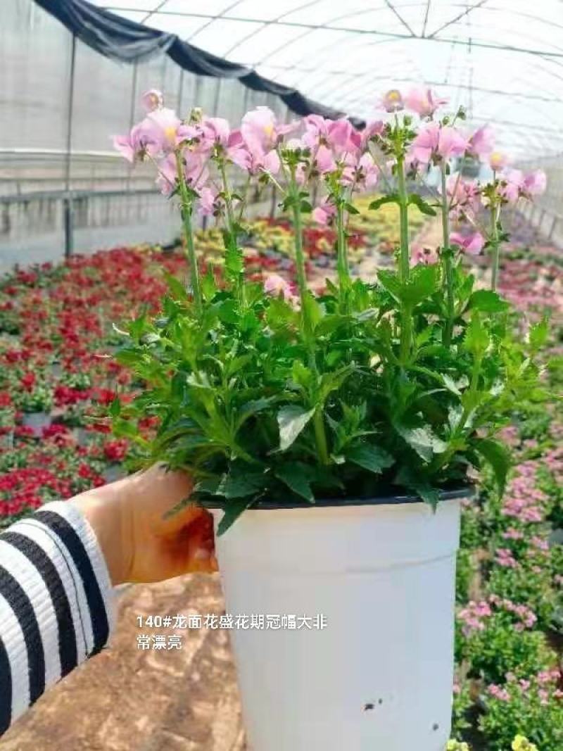 140#龙面花7.5元盛花期冠幅大非常漂亮非好养夏天阳花