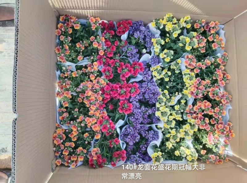140#龙面花7.5元盛花期冠幅大非常漂亮非好养夏天阳花