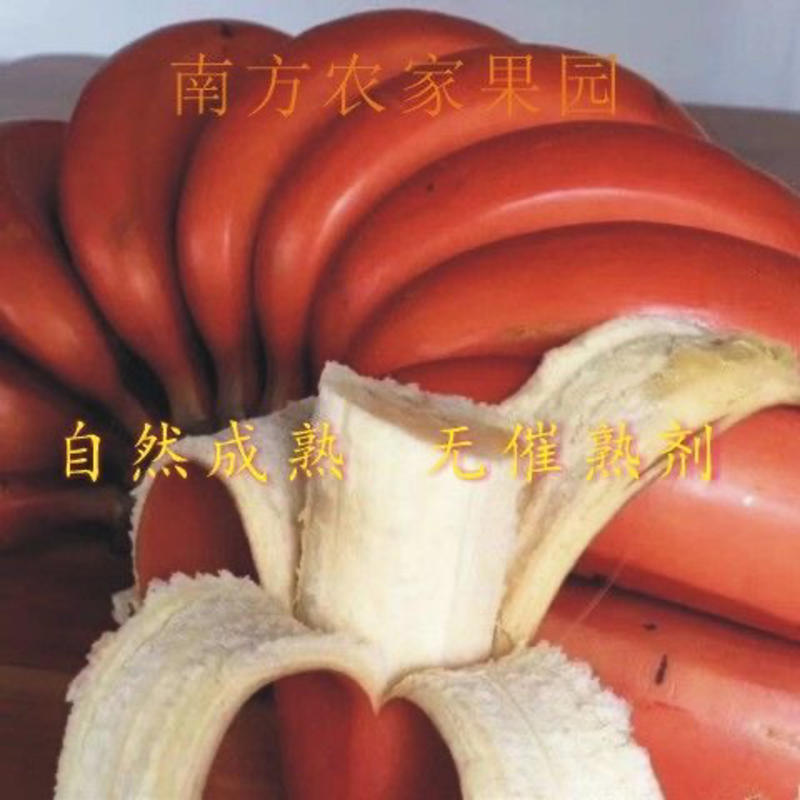 【包邮-18斤红皮香蕉】热销9斤18斤美人蕉红皮香蕉