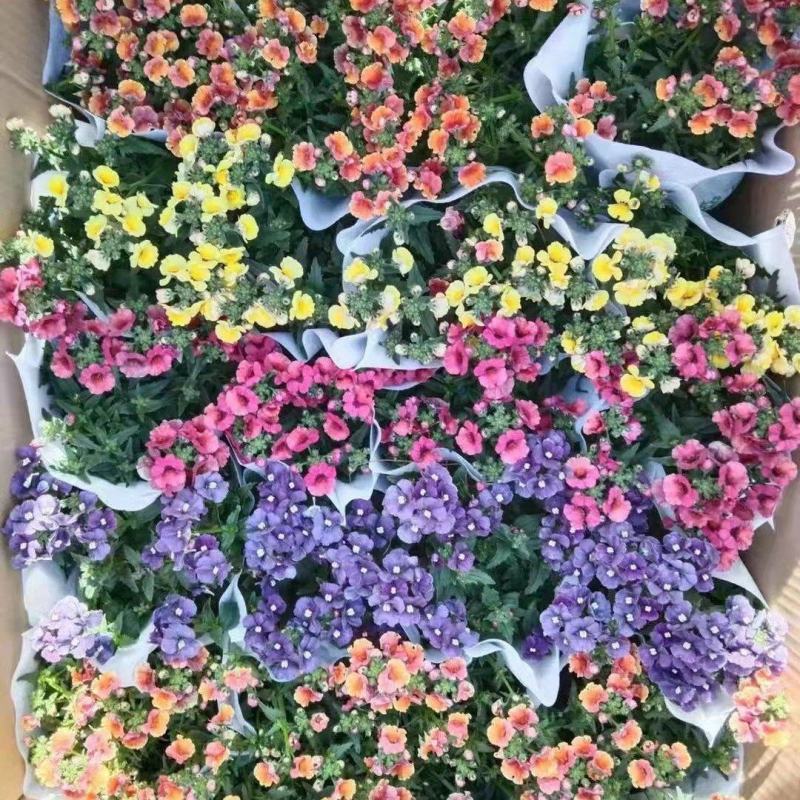 140#龙面花7.5元盛花期冠幅大非常漂亮非好养夏天阳花