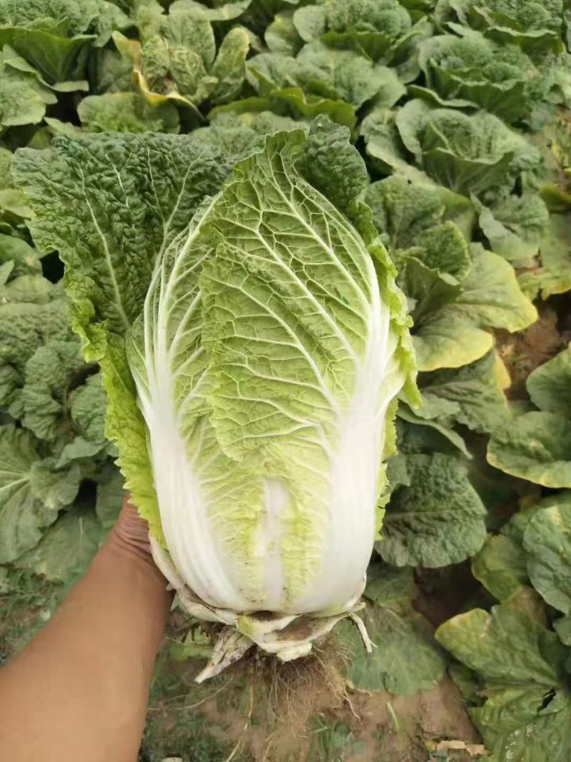 热销河北省邯郸越夏大白菜苗小包大白菜苗，基地直发