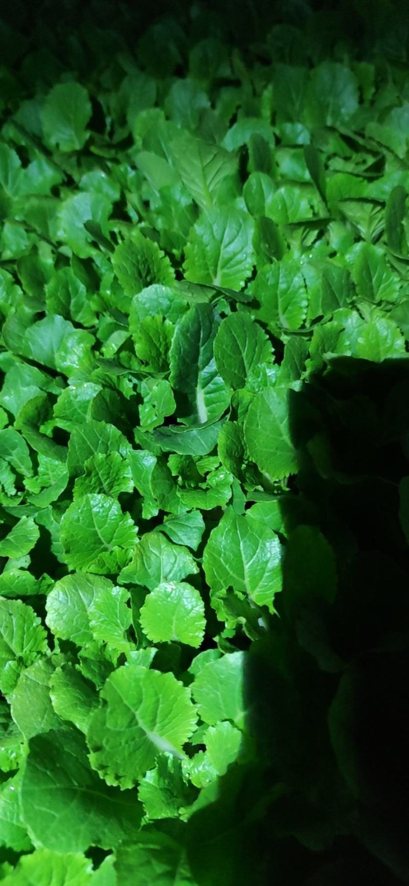 热销河北省邯郸越夏大白菜苗小包大白菜苗，基地直发