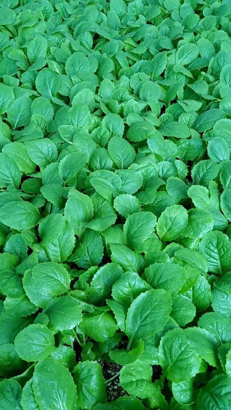 热销河北省邯郸越夏大白菜苗小包大白菜苗，基地直发