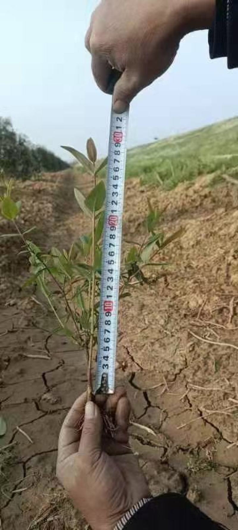 金丝桃湖南金丝桃工程苗分枝多易成活基地