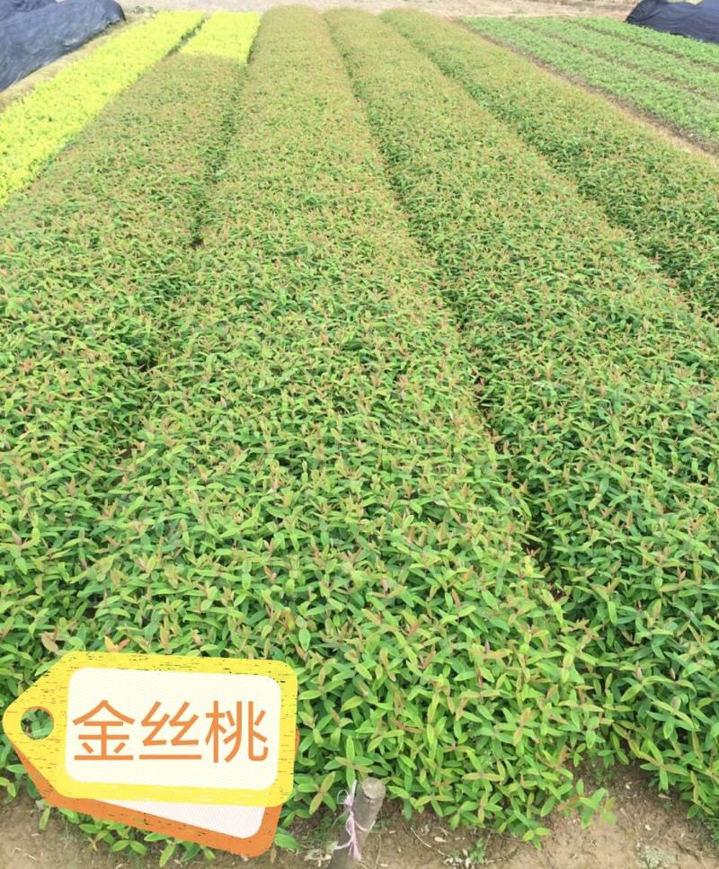 金丝桃湖南金丝桃工程苗分枝多易成活基地