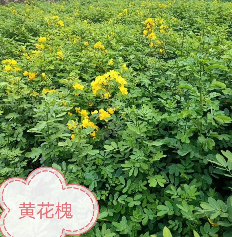 金丝桃湖南金丝桃工程苗分枝多易成活基地