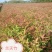 金丝桃湖南金丝桃工程苗分枝多易成活基地