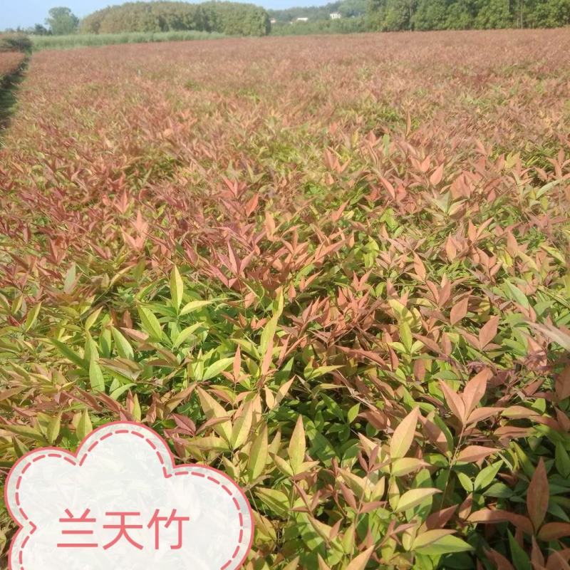 金丝桃湖南金丝桃工程苗分枝多易成活基地