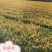 金丝桃湖南金丝桃工程苗分枝多易成活基地