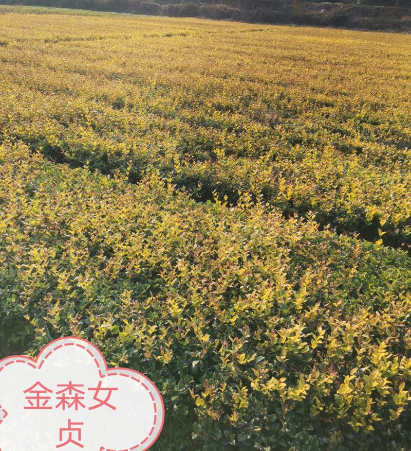金丝桃湖南金丝桃工程苗分枝多易成活基地