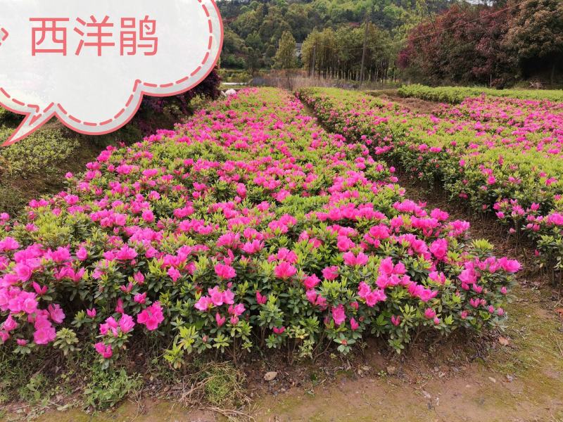 金丝桃湖南金丝桃工程苗分枝多易成活基地