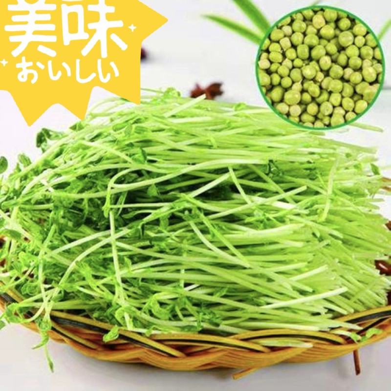 豌豆苗