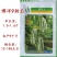 博洋9号甜瓜种子正品博洋九号羊角蜜种绿宝甜瓜种子