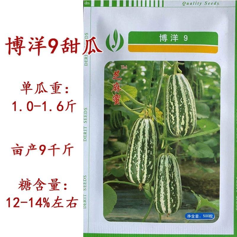 博洋9号甜瓜种子正品博洋九号羊角蜜种绿宝甜瓜种子