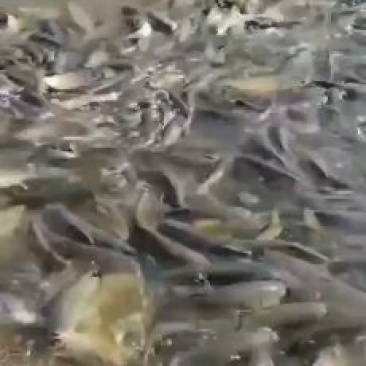 鱼苗，成品鱼