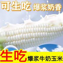 【可生吃】牛奶水果白玉米新鲜玉米即食玉米代餐即食玉米包邮