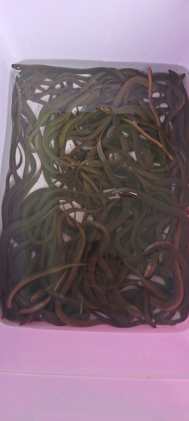 黄鳝活鱼纯正稻田黄鳝，不是湖区货，欢迎长期合作老板