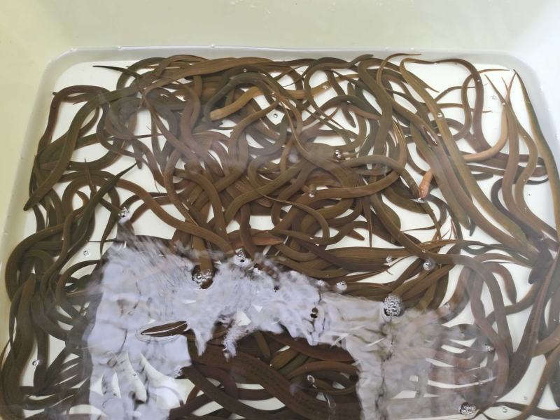 黄鳝活鱼纯正稻田黄鳝，不是湖区货，欢迎长期合作老板