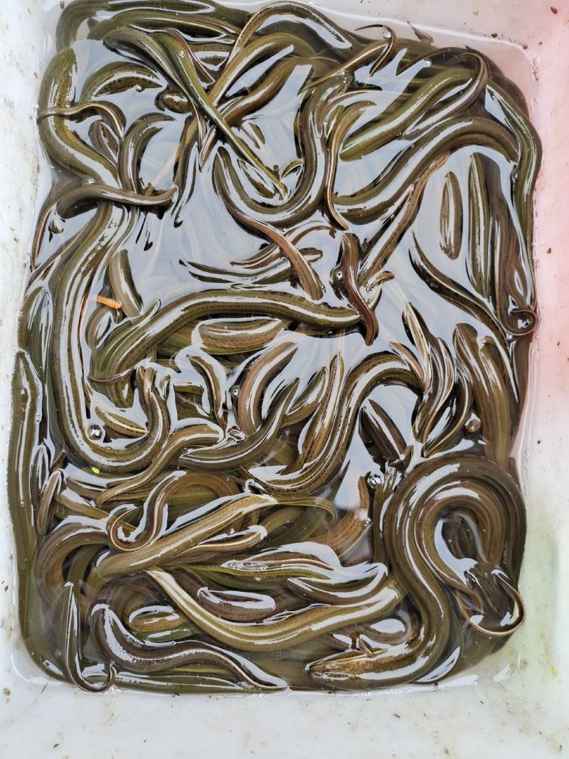 黄鳝活鱼纯正稻田黄鳝，不是湖区货，欢迎长期合作老板