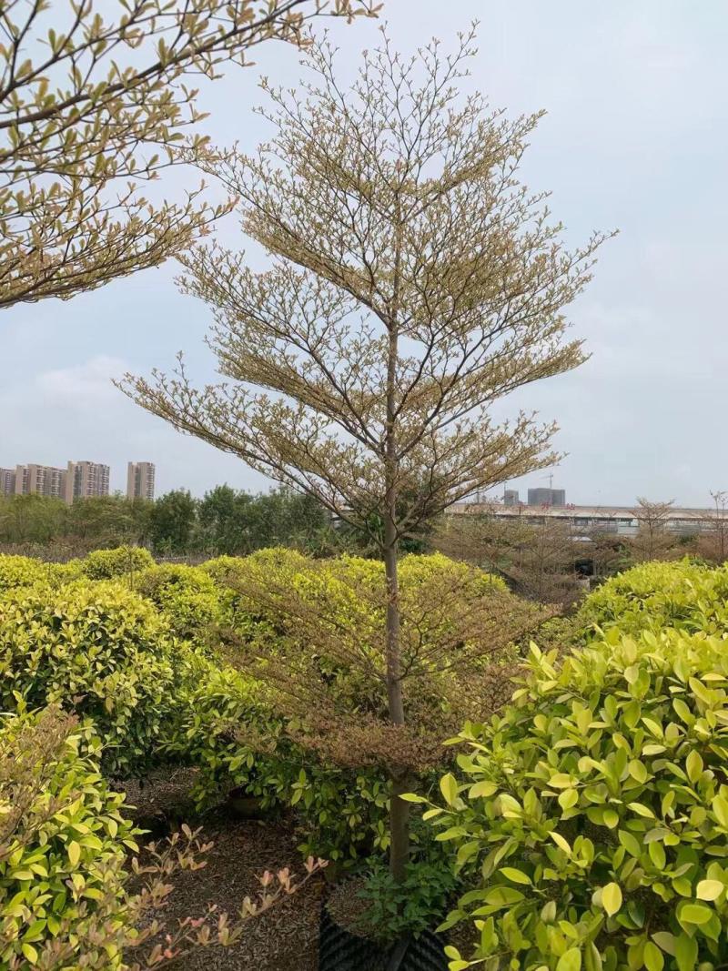 锦叶榄仁各种规格基地大量现货供应，欢迎各位客户咨询