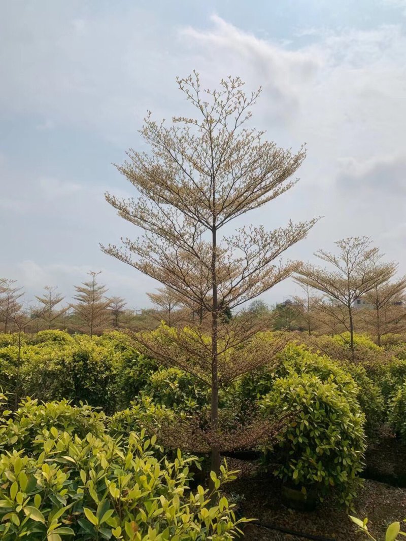 锦叶榄仁各种规格基地大量现货供应，欢迎各位客户咨询