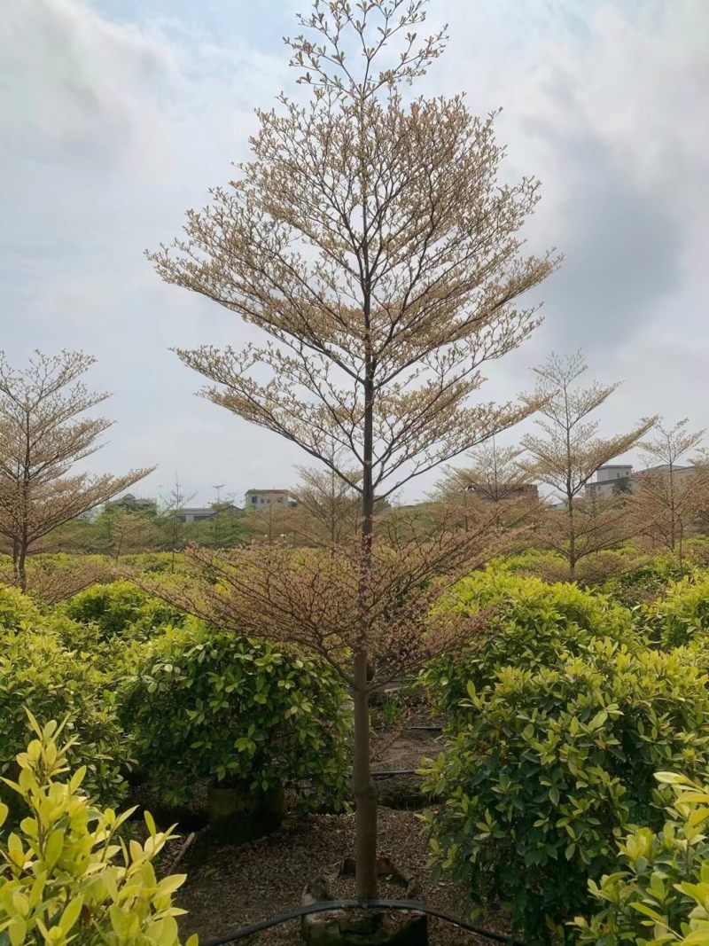 锦叶榄仁各种规格基地大量现货供应，欢迎各位客户咨询