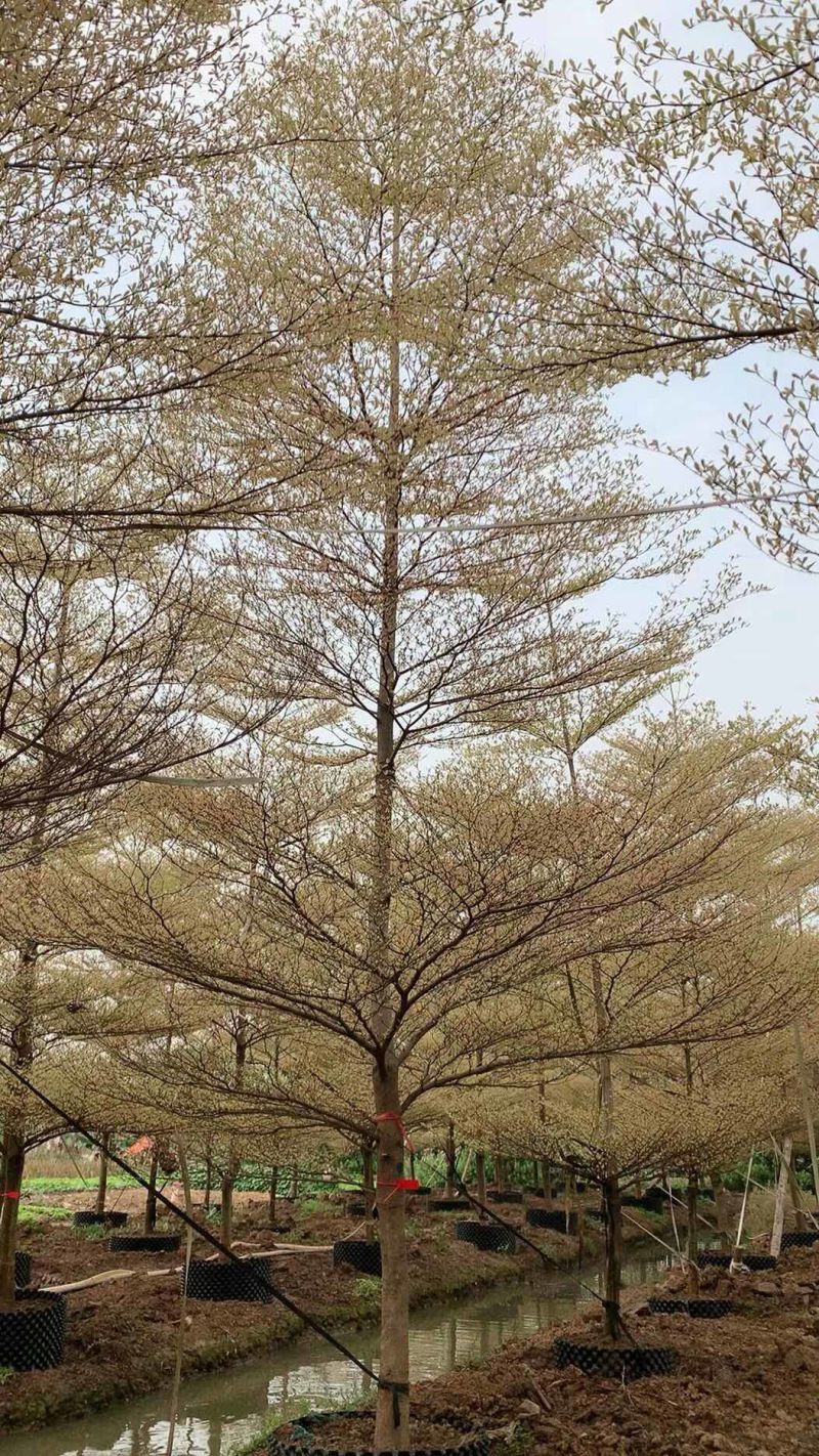 锦叶榄仁各种规格基地大量现货供应，欢迎各位客户咨询