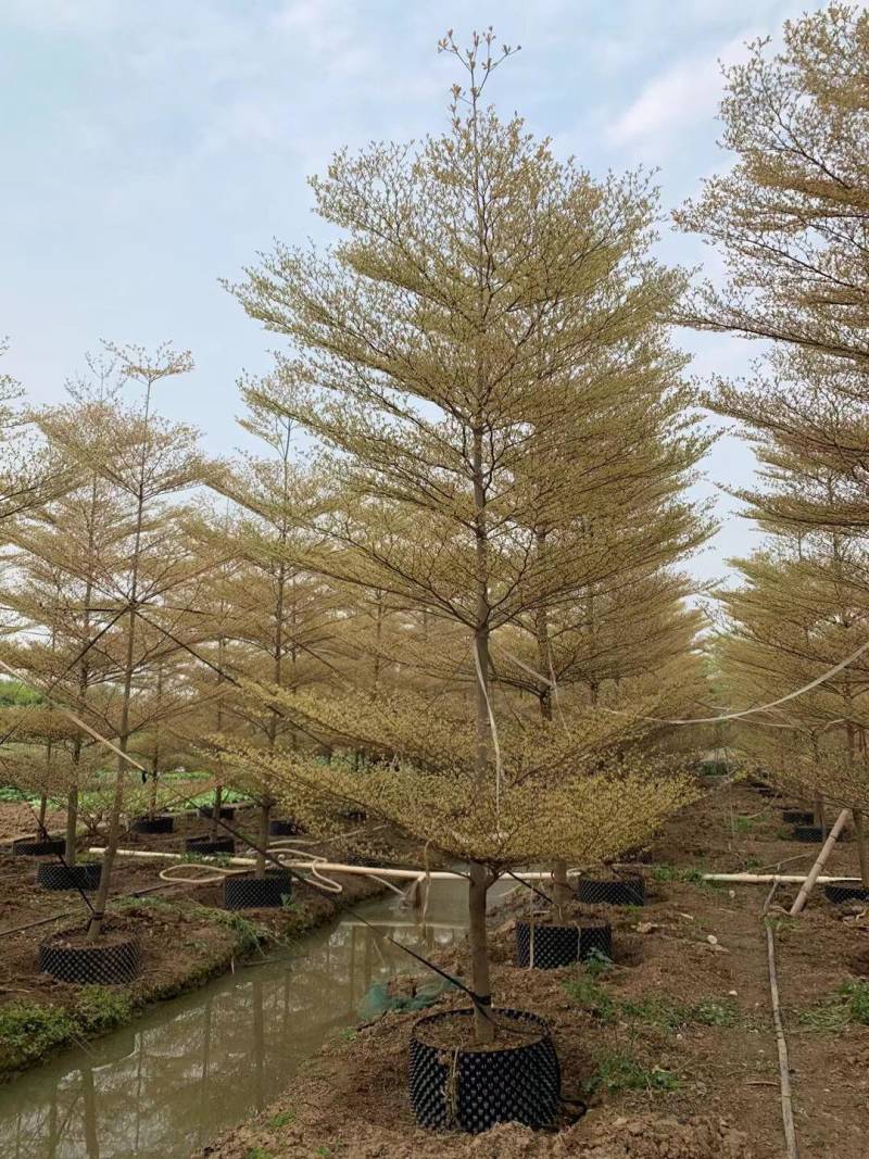 锦叶榄仁各种规格基地大量现货供应，欢迎各位客户咨询
