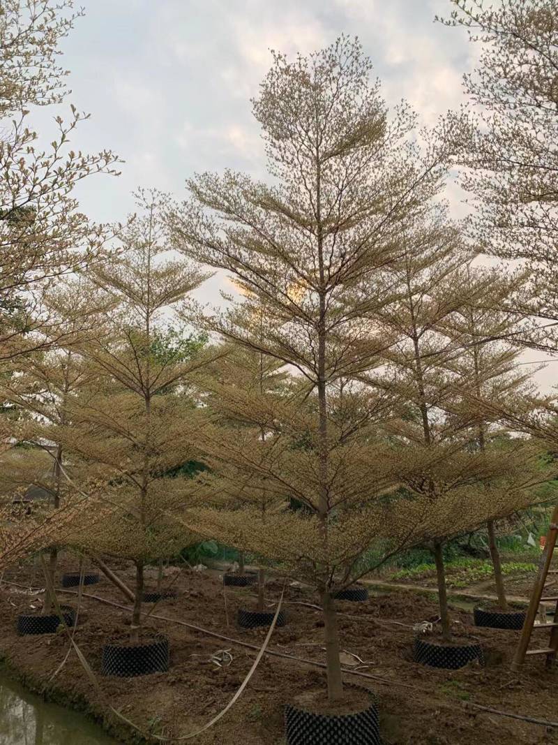 锦叶榄仁各种规格基地大量现货供应，欢迎各位客户咨询